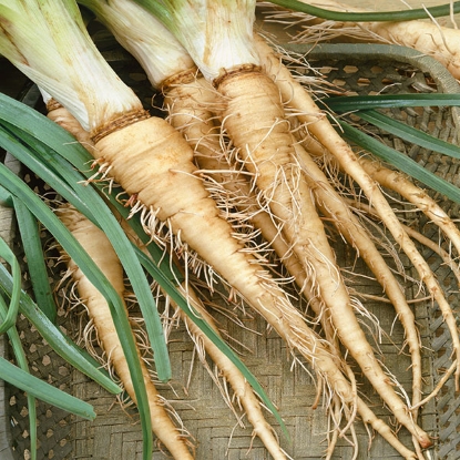 Picture of Salsify  Sandwich Island