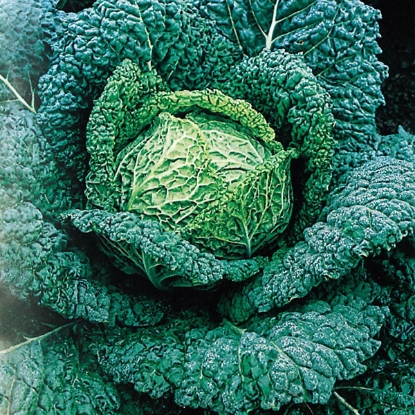 Picture of Savoy Cabbage Vertus