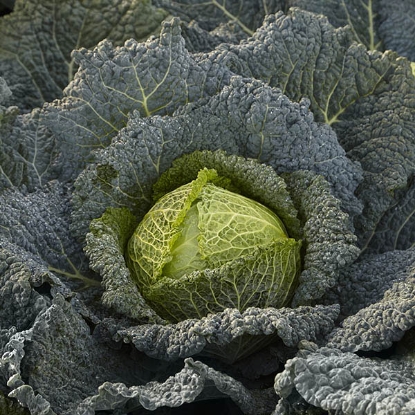 Picture of Savoy Cabbage  Cordesa F1