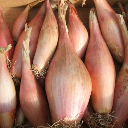 Picture of Shallot  Zebrune