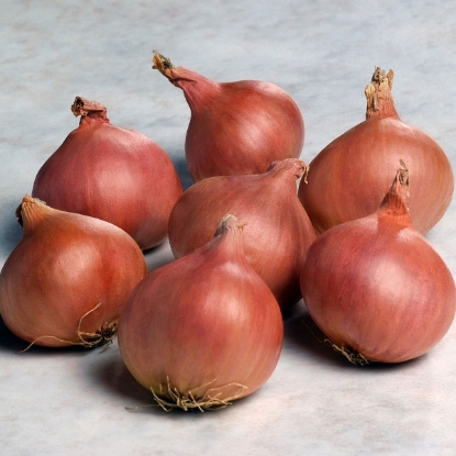 Picture of Shallot  Matador F1