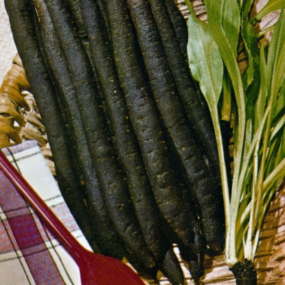 Picture of Scorzonera Long Black Maxima