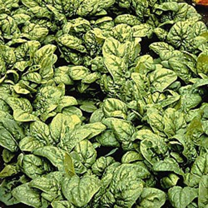 Picture of Spinach  Medania