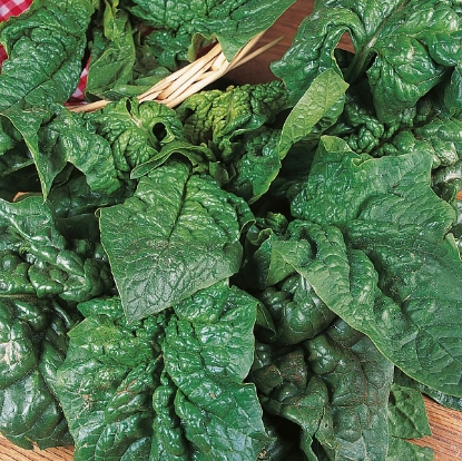 Picture of Spinach  Giant Winter