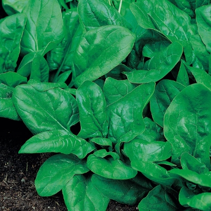 Picture of Spinach  Matador (RHS Award of Garden Merit)