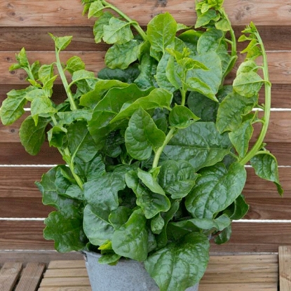 Picture of Malabar Spinach  Select Green  (Basella alba)