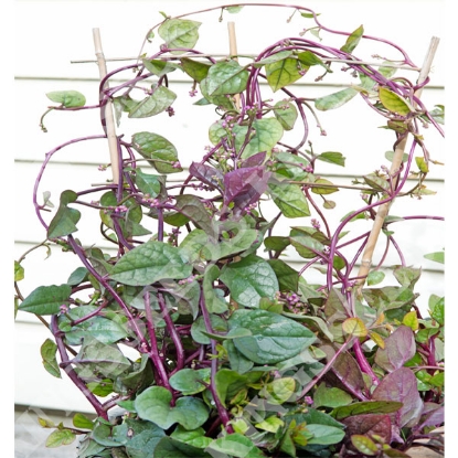 Picture of Malabar Spinach  (basella alba) Select Red