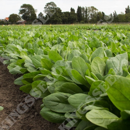 Picture of Spinach Colusa F1