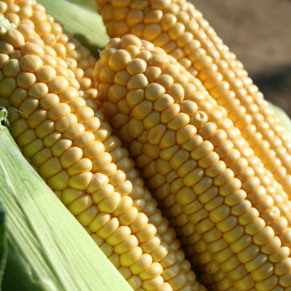 Picture of Sweet Corn  Earlibird F1 SH2