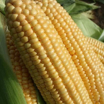 Picture of Sweet Corn  Goldcrest F1 SH2 (RHS Award of Garden Merit)