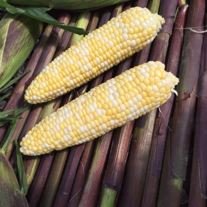 Picture of Sweet Corn Picasso F1 SU