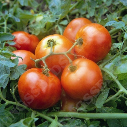 Picture of Tomato  Ailsa Craig  PPP A.Solanum lycopersicum B.GB40557 C.lot see pkt D. GB