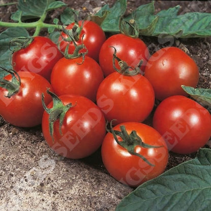 Picture of Tomato  Alicante PPP A.Solanum lycopersicum B.GB40557 C.lot see pkt D.GB