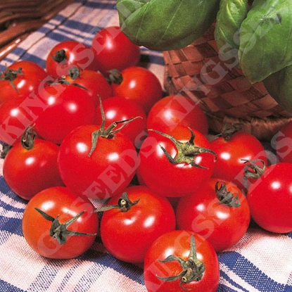 Picture of Tomato Gardeners Delight PPP A.Solanum lycopersicum B.GB40557 C.lot see pkt D.GB