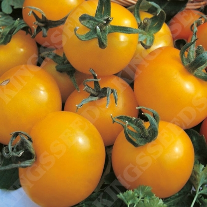 Picture of Tomato  Golden Sunrise PPP A.Solanum lycopersicum B.GB40557 C.lot see pkt D.GB