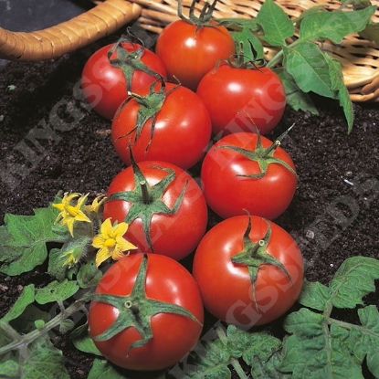 Picture of Tomato  Harbinger PPP A.Solanum lycopersicum B.GB40557 C.lot see pkt D.GB