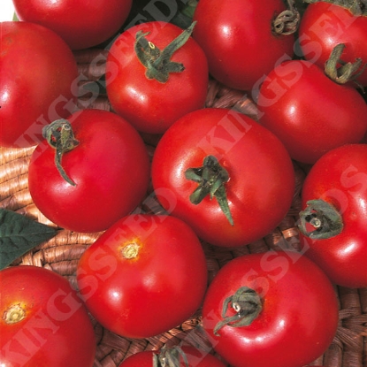 Picture of Tomato  Moneymaker PPP A.Solanum lycopersicum B.GB40557 C.lot see pkt D.GB