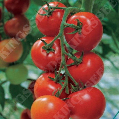 Picture of Tomato Shirley F1 PPP A.Solanum lycopersicum B.GB40557 C.lotsee pkt D.GB