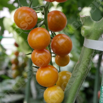 Picture of Tomato  Sungold F1 PPP A.Solanum lycopersicum B.GB40557 C.lot see pkt D.GB