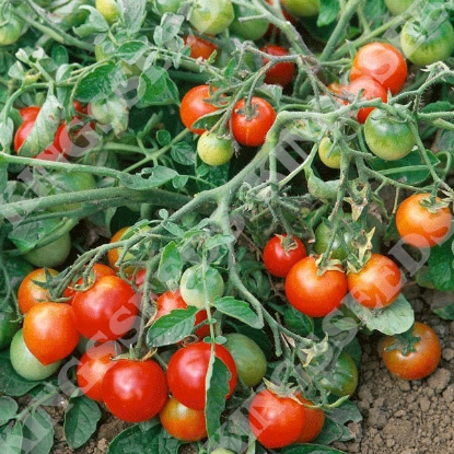 Picture of Tomato  Red Alert PPP A.Solanum lycopersicum B.GB40557 C.lot see pkt D.GB