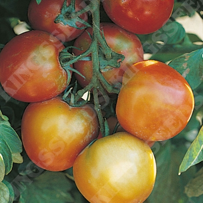 Picture of Tomato  St Pierre PPP A.Solanum lycopersicum B.GB40557 C.lot see pkt D.GB