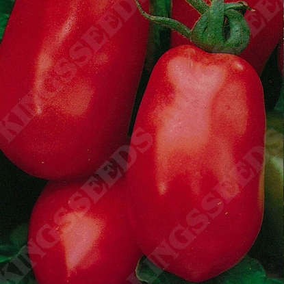 Picture of Tomato  Roma VF PPP A.Solanum lycopersicum B.GB40557 C.lot see pkt D.GB