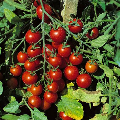 Picture of Tomato  Sweet Million F1 PPP A.Solanum lycopersicum B.GB40557 C.lot see pkt D.GB