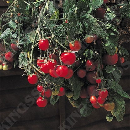 Picture of Tomato  Garden Perle PPP A.Solanum lycopersicum B.GB40557 C.lot see pkt D.GB