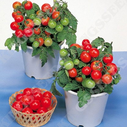 Picture of Tomato  Red Robin PPP A.Solanum lycopersicum B.GB40557 C.lot see pkt D.GB