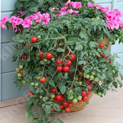 Picture of Tomato Tumbling Tom Red PPPA.Solanum lycopersicumB.GB40557 C.lot seepkt D.GB