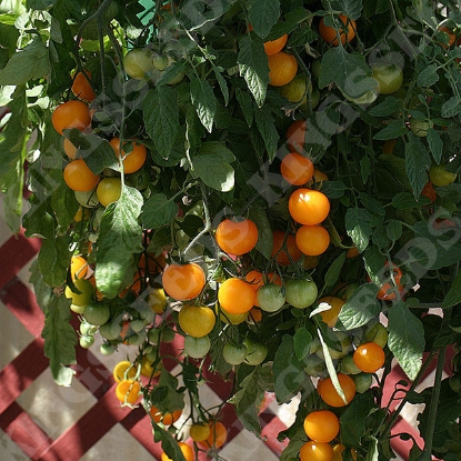 Picture of Tomato Tumbling Tom Yellow PPP A.Solanum lycopersicum B.GB40557 C.lot pkt D.GB