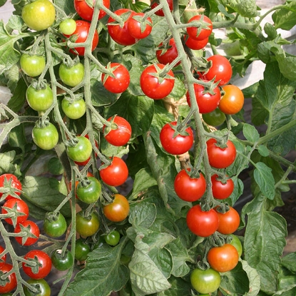 Picture of Tomato  Cherrola F1 PPP A.Solanum lycopersicum B.GB40557 C.lot see pkt D.GB