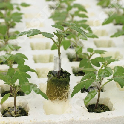 Picture of Tomato Rootstock Estamino F1 PPP A.Solanum lycopersicum B.GB40557 C.lot pkt D.GB