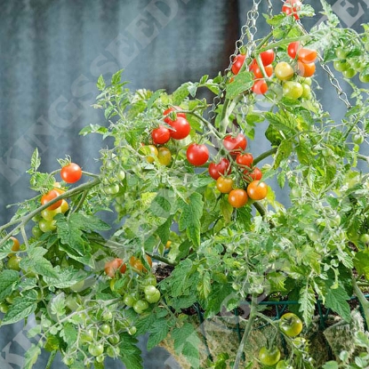 Picture of Tomato Lizzano F1 PPPA.Solanum lycopersicumB.GB40557 C.lot see pkt D.GB