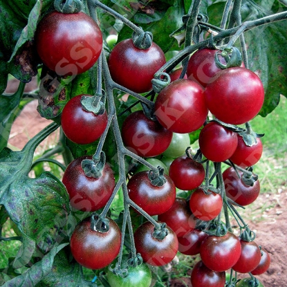 Picture of Tomato  Rosella PPP A.Solanum lycopersicum B.GB40557 C.lot see pkt D.GB