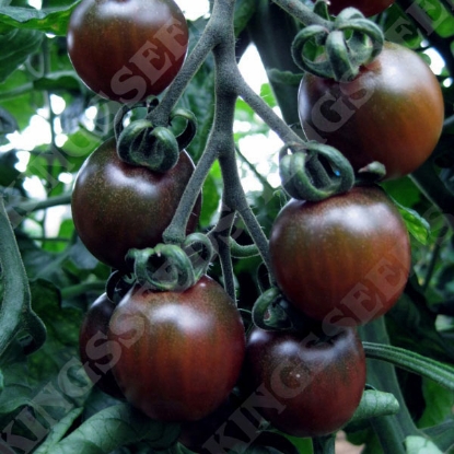 Picture of Tomato  Black Opal PPP A.Solanum lycopersicum B.GB40557 C.lot see pkt D.GB