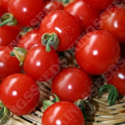 Picture of Tomato  Sweet Aperitif PPP A.Solanum lycopersicum B.GB40557 C.lot see pkt D.GB