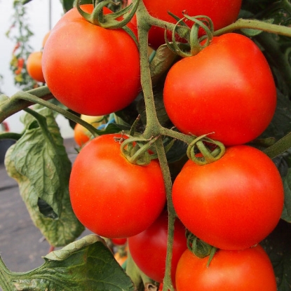 Picture of Tomato  Akron F1 PPP A.Solanum lycopersicum B.GB40557 C.lot see pkt D.GB