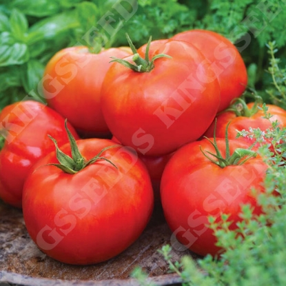 Picture of Tomato  Big Daddy PPP A.Solanum lycopersicum B.GB40557 C.lot see pkt D.GB