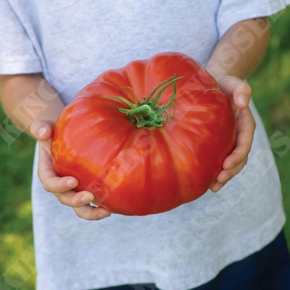 Picture of Tomato  Gigantomo PPP A.Solanum lycopersicum B.GB40557 C.lot see pkt D.GB