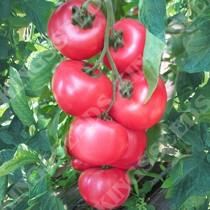 Picture of Tomato  Honeymoon F1 PPP A.Solanum lycopersicum B.GB40557 C.lot see pkt D.GB