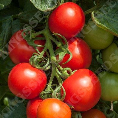 Picture of Tomato Cocktail Crush F1 PPP A.Solanum lycopersicum B.GB40557 C.lot see pkt D.GB