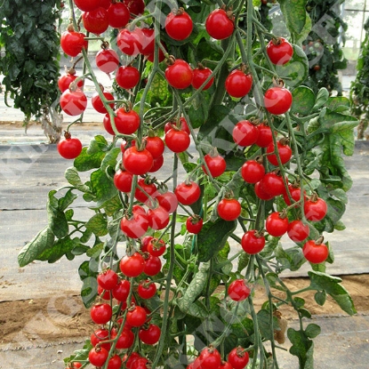 Picture of TOMATO  Bite Size PPP A.Solanum lycopersicum B.GB40557 C.lot see pkt D.GB