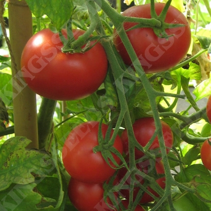 Picture of Tomato  Y Ddraig Goch F1 PPP A.Solanum lycopersicum B.GB40557 C.lot see pkt D.GB