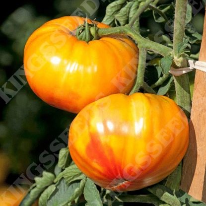 Picture of Tomato Buffalosun F1 Seeds