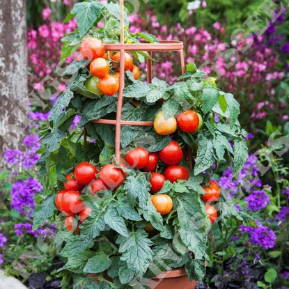 Picture of Tomato Summerlast F1 PPP A.Solanum lycopersicum B.GB40557C.lot pkt D.GB