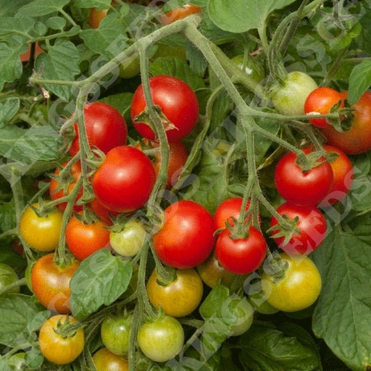 Picture of Tomato Cherry Falls F1 PPP A.Solanum lycopersicum B.GB40557 C.lot pkt D.GB