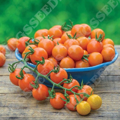 Picture of Tomato Honeycomb F1 PPP A.Solanum lycopersicum B.GB40557 C.lot pkt D.GB