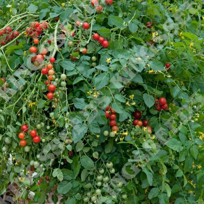 Picture of Tomato Micro Cherry PPP A.Solanum lycopersicum B.GB40557 C.lot pkt D.GB