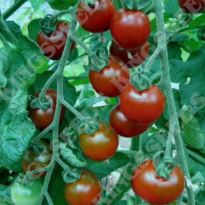 Picture of Tomato Garnet PPP A.Solanum lycopersicum B.GB40557 C.lot see pkt D.GB